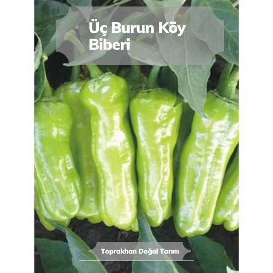 Fide Üretimi